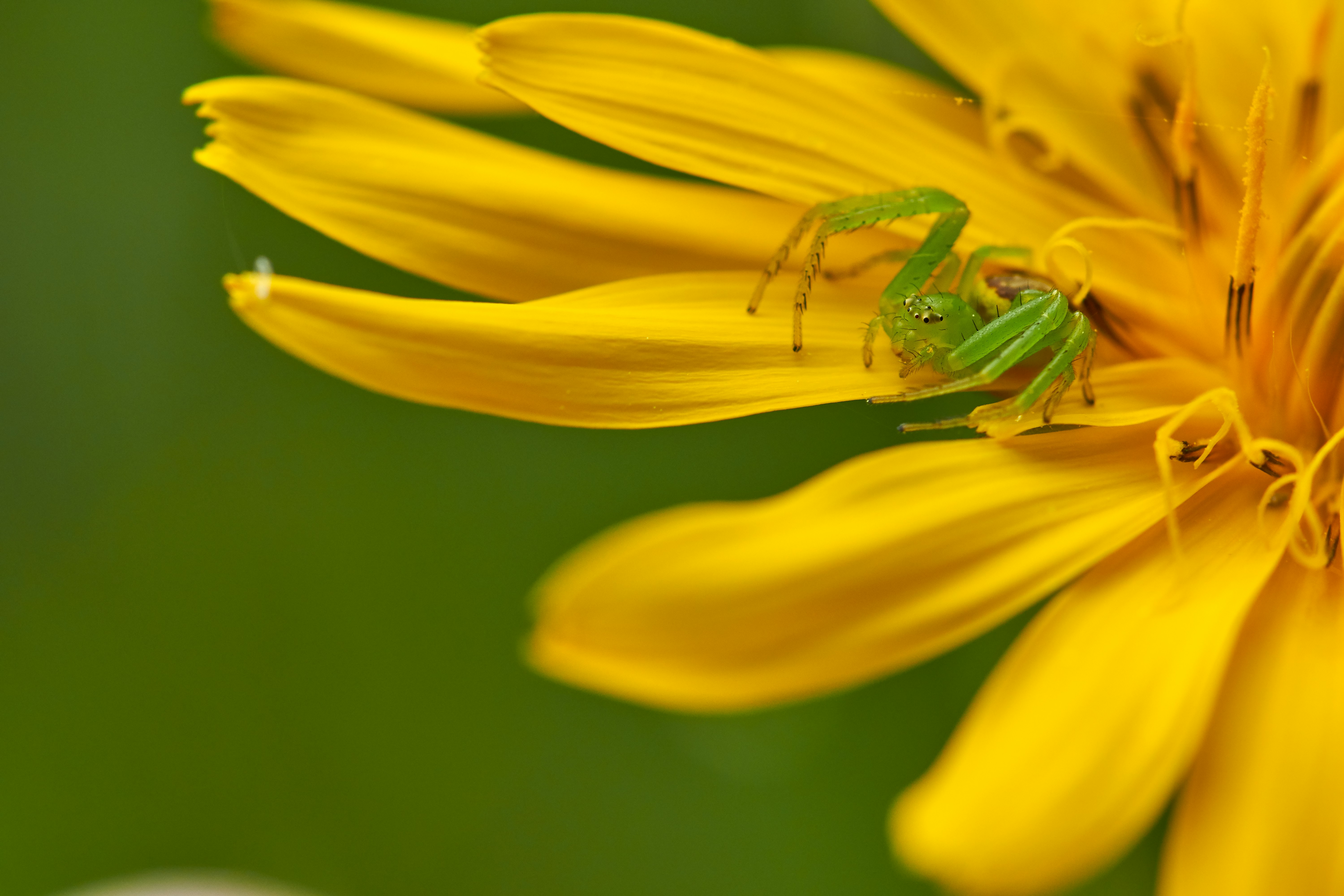 green spider on yellow-petaled flower